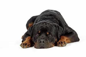 Images Dated 29th July 2007: DOG. Rottweiler laying down