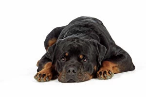 DOG. Rottweiler lying down