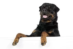 Images Dated 30th July 2007: DOG. Rottweiler with paws over ledge