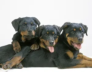 Litter Prints: Dog - Rottweiler puppies