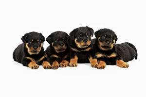 Rottweilers Collection: DOG. Rottweiler puppies laying in a row