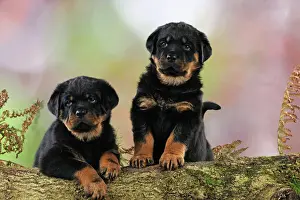 DOG. Rottweiler puppies looking over log