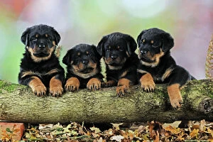 Rottweilers Collection: DOG. Rottweiler puppies in a row looking over log