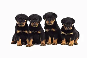 Litters Prints: DOG. Rottweiler puppies sat in a row