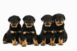 DOG. Rottweiler puppies sat in a row