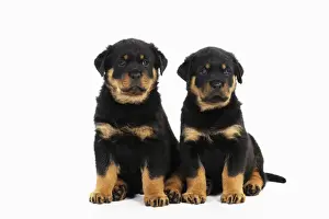 Black And Tan Prints: DOG. Rottweiler puppies sitting next to each other