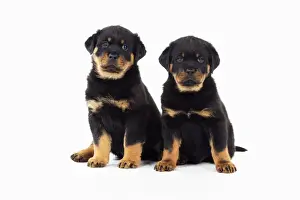 DOG. Rottweiler puppies sitting next to each other