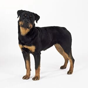 DOG - Rottweiler puppy