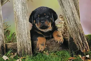 Black And Tan Prints: DOG. Rottweiler puppy looking through fence