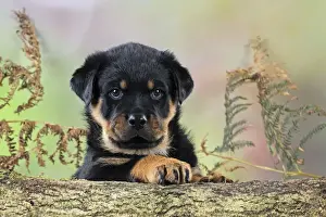 Black And Tan Prints: DOG. Rottweiler puppy looking over log