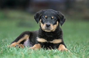 Dog - Rottweiler puppy lying down in grass