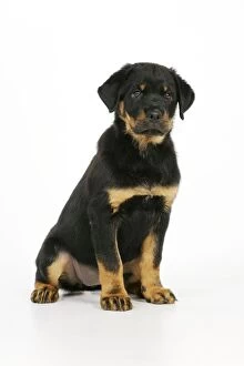 Images Dated 9th November 2010: DOG. Rottweiler puppy sitting