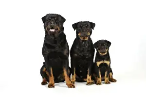 Father Prints: DOG. Rottweiler puppy sitting next to two adult rottweilers sitting