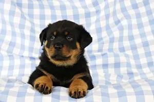 Black And Tan Prints: DOG. Rottweiler puppy sitting down on blanket