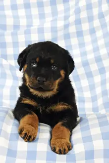 DOG. Rottweiler puppy sitting down on blanket