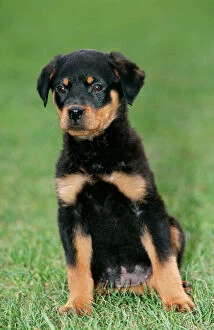 DOG - Rottweiler puppy, sitting upright on grass