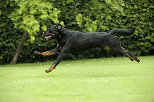 Dog - Rottweiler running