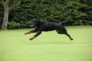 Dog - Rottweiler running