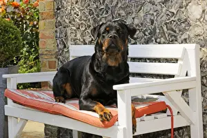 Benches Prints: Dog - Rottweiler sitting on bench
