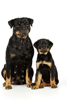 Work Breeds Collection: DOG. Rottweiler sitting next to rottweiler puppy