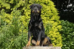 Dog - Rottweiler sitting on tree stump