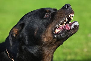 Dog - Rottweiler snarling / growling