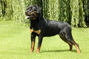 Dog - Rottweiler standing on grass