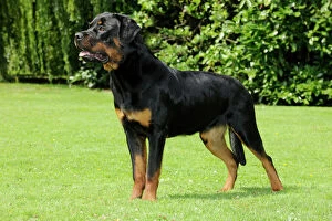 Rottweilers Collection: Dog - Rottweiler standing on grass