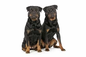 DOG. Two rottweilers