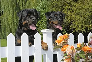 Dog - Rottweilers looking over fence