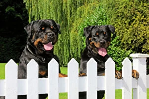 Rottweilers Collection: Dog - Rottweilers looking over fence