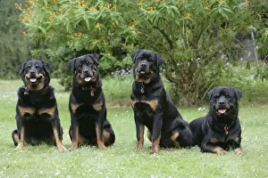 Four Prints: Dog - Rottweilers sitting down together