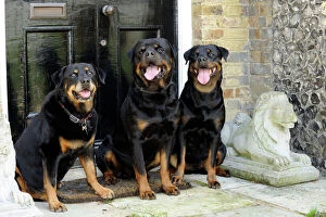 Rottweilers Collection: Dog - Rottweilers sitting by door