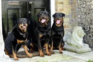 Dog - Rottweilers sitting by door