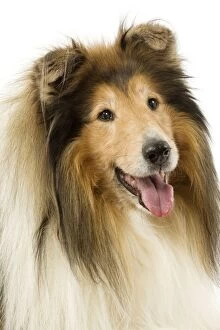 Images Dated 12th March 2006: Dog - Rough Collie