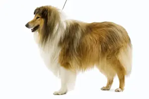 Dog - Rough Collie