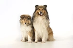 Father Gallery: Dog Rough Collie adult & puppy    Dog Rough Collie adult & puppy