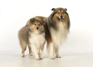 Images Dated 19th November 2015: Dog Rough Collie adult & puppy Dog Rough Collie adult & puppy