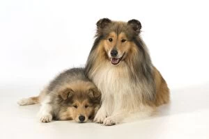 Images Dated 19th November 2015: Dog Rough Collie adult & puppy Dog Rough Collie adult & puppy
