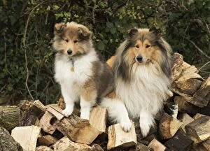 Dog Rough Collie adult & puppy on a log pile