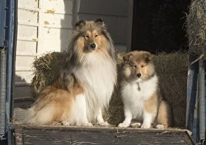 Dog Rough Collie adult & puppy sitting in a horse box