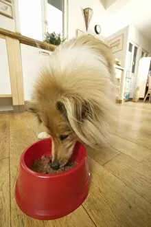 Images Dated 24th October 2004: Dog - Rough Collie - eating dog food from bowl in kitchen
