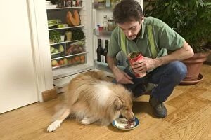 Dog - Rough Collie being fed web food by owner