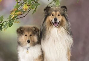 Dog Rough Collie puppy & adult in autumn setting