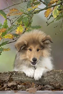 Dog Rough Collie puppy in autumn setting