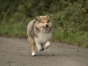 Dog Rough Collie puppy running to camera
