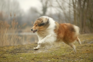 Images Dated 20th February 2004: Dog - Rough Collie - running