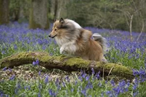 Dog Rough Collie running in a spring Bluebell wood