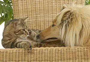 Rough Haired Prints: Dog - Rough Collie sniffing tabby cat