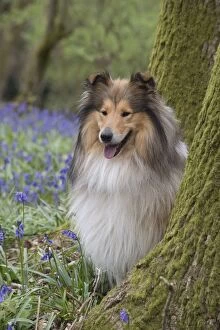 Behind Gallery: Dog Rough Collie in a spring Bluebell wood